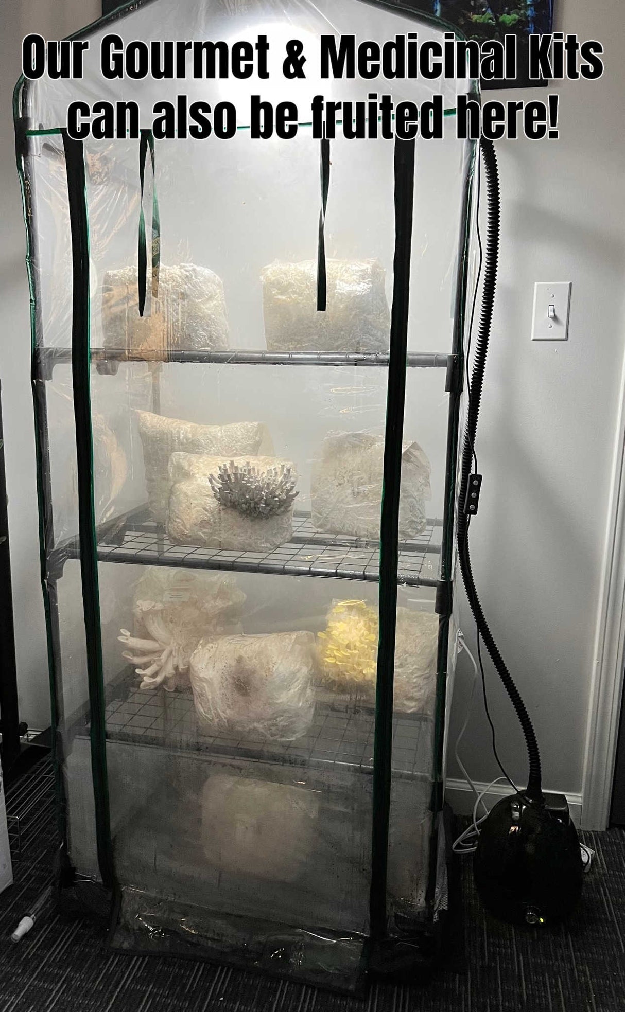 The Essentials Substrate Ecosphere Package 3.0 fruiting gourmet mushrooms