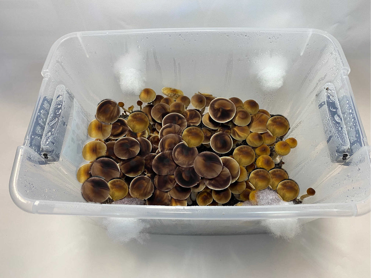 Midwest's Wild Horse Bulk Substrate Manure Booster full flush