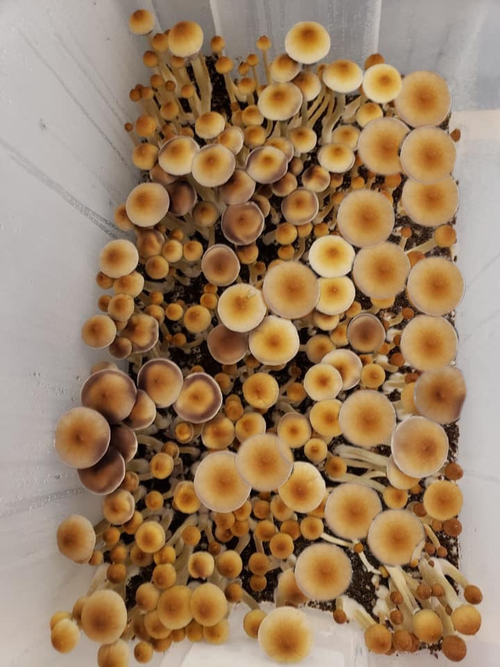 Midwest's Wild Horse Bulk Substrate Manure Booster monotub flush