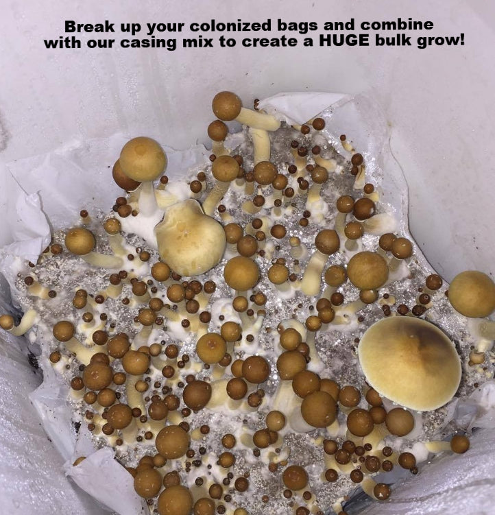 Premium 5-Grain Spawn Bags huge grows