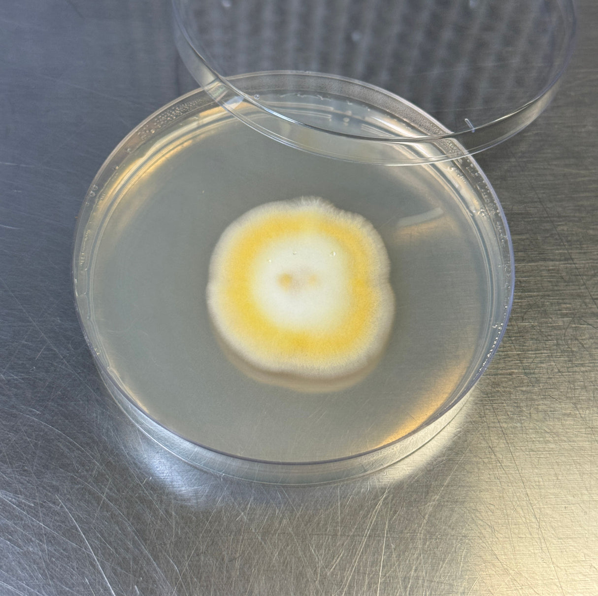 Cordyceps militaris colonized agar plate closeup