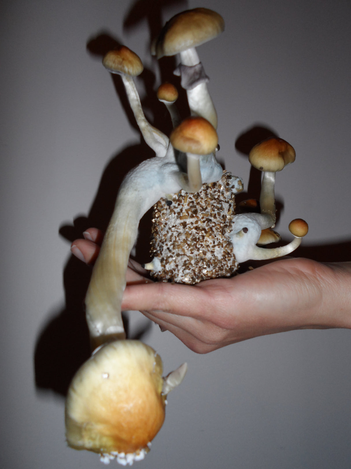 Ultimate ½ Pint Substrate Jar fruiting