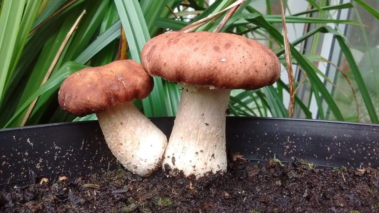 King Stopharia (Wine Cap)