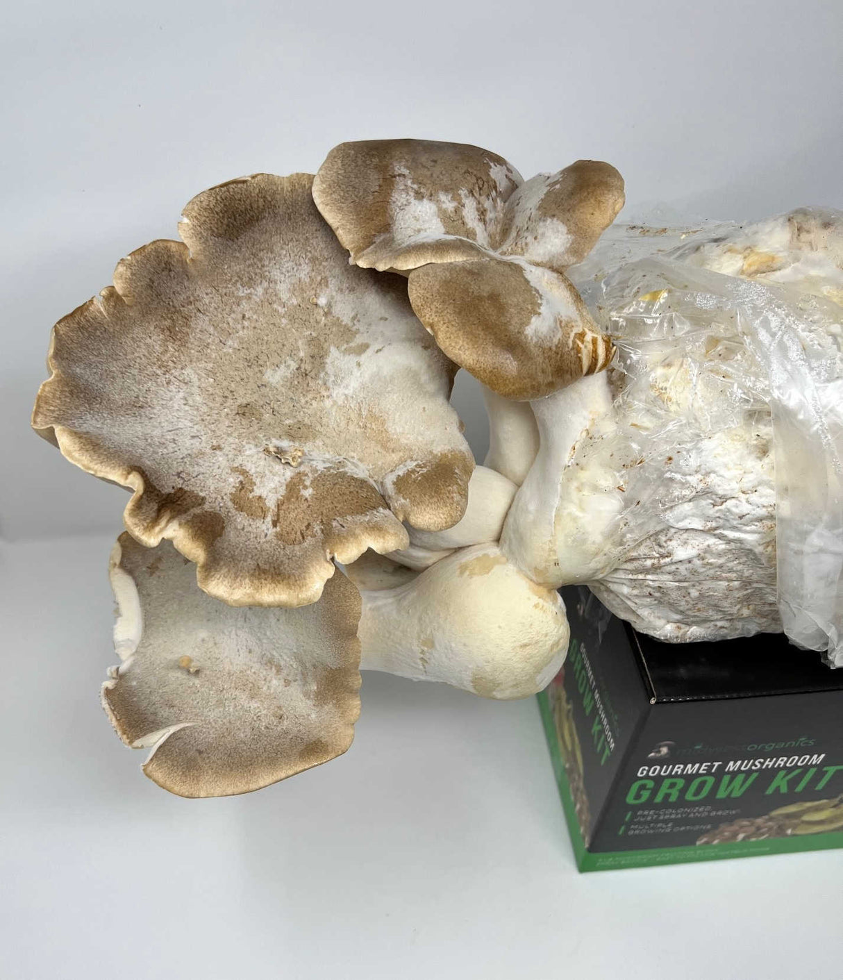 King Trumpet Oyster Mushroom