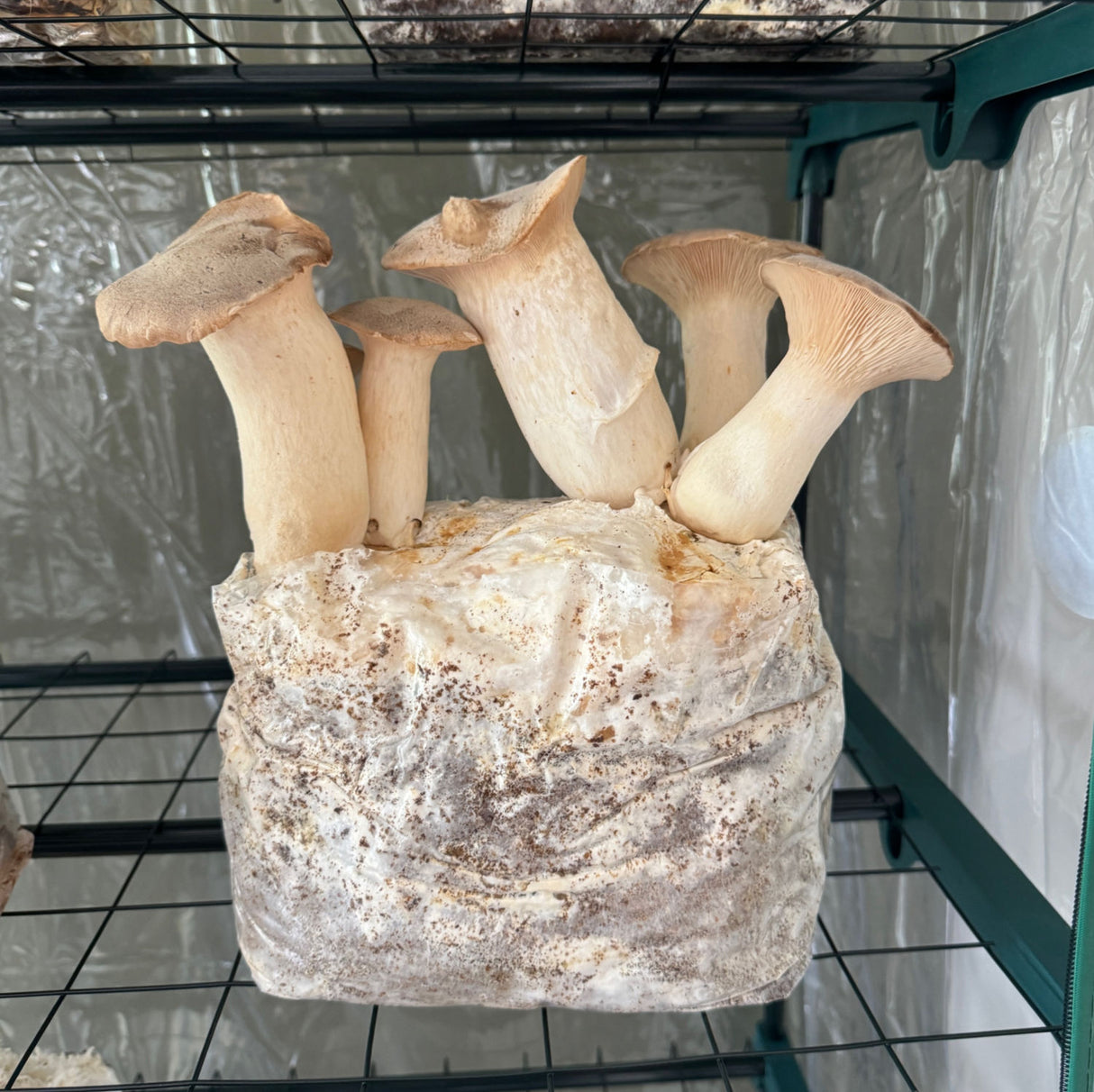 King Oyster Mushrooms