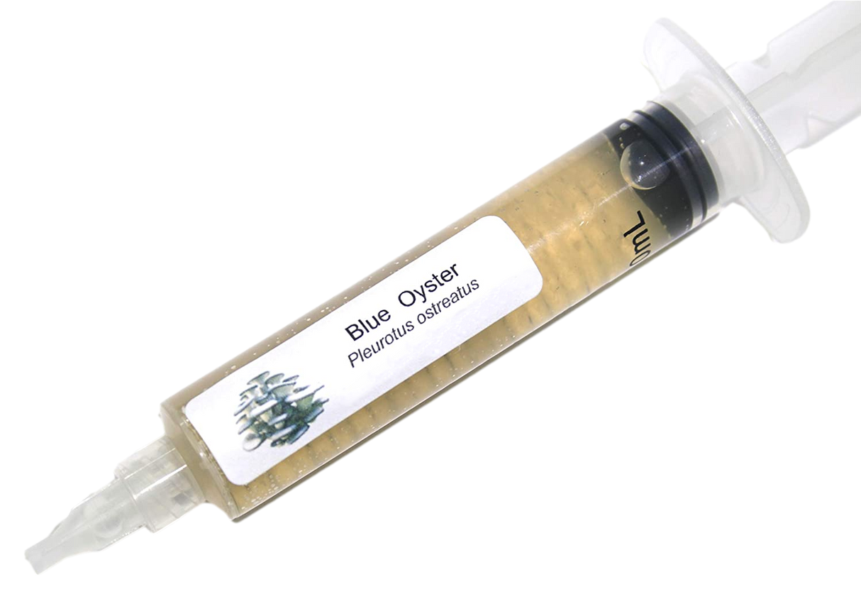 Blue Oyster Liquid Culture Syringe