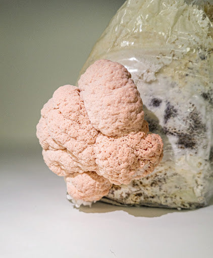 Pink Lion's Mane mushrooms