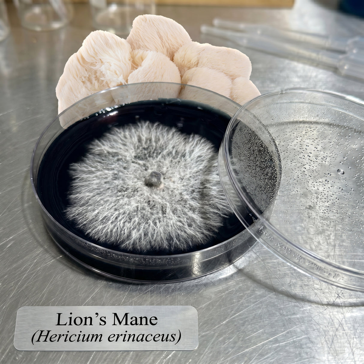 Mushroom sample labeled 'Lion's Mane (Hericium erinaceus)' in a petri dish on a metallic surface.