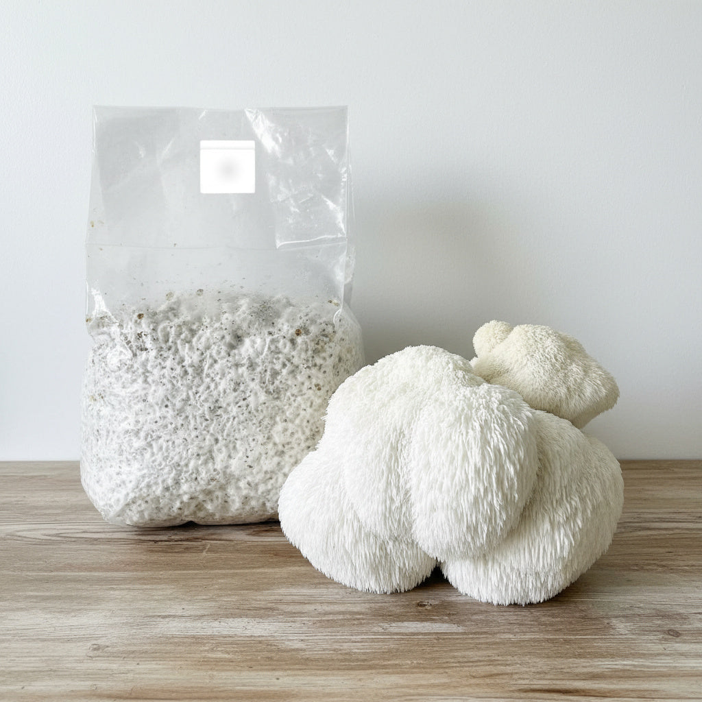 Colonized Grain Spawn Bag For Commercial Production 3 LBS (Choose Your Variety)