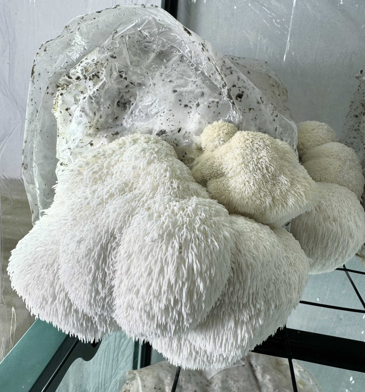 Lion's Mane cooler temperatures