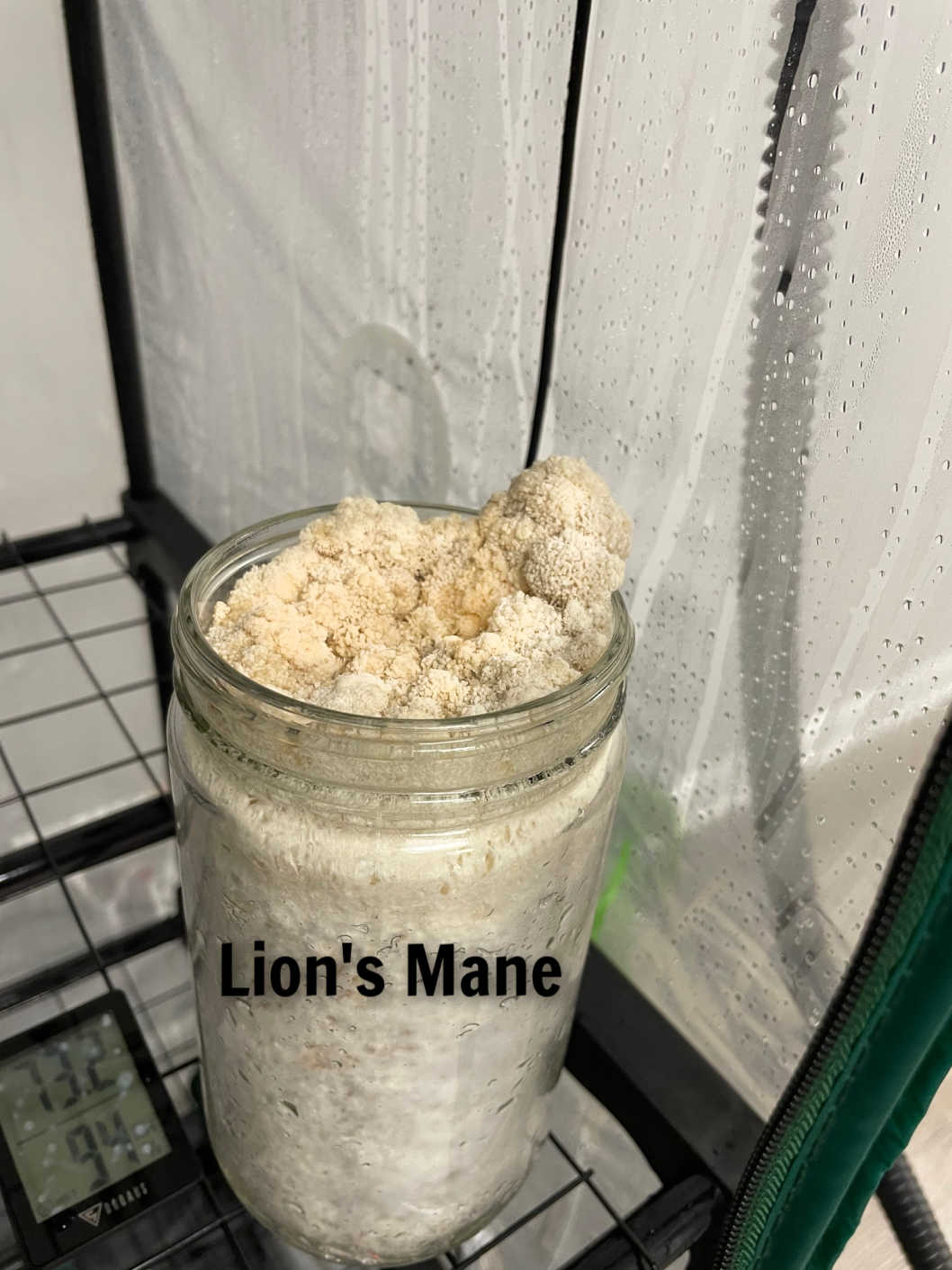 3-Pack Premium 24 Oz Super-Quick-Colonizing 5-grain Jar (24oz) lions mane