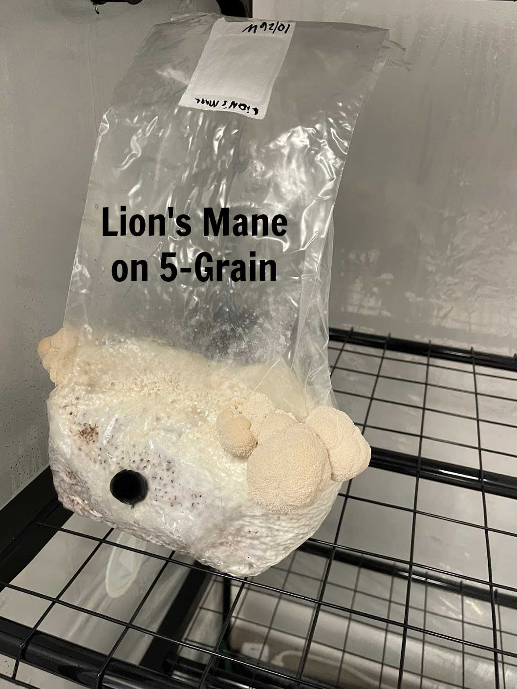 Premium 5-Grain Spawn Bags with lions mane