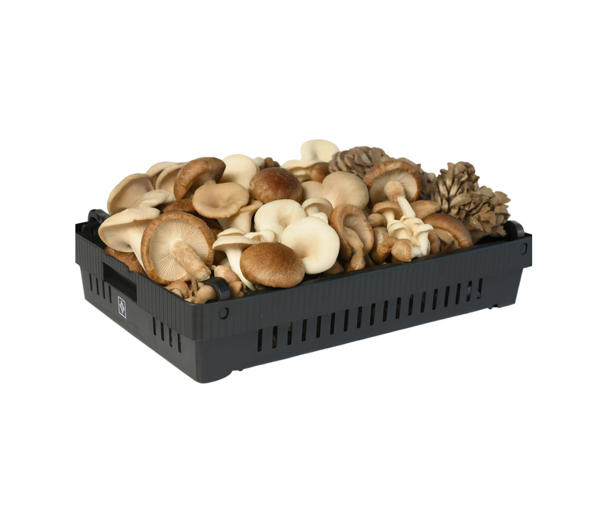 Mushroom Harvest & Drying Tray