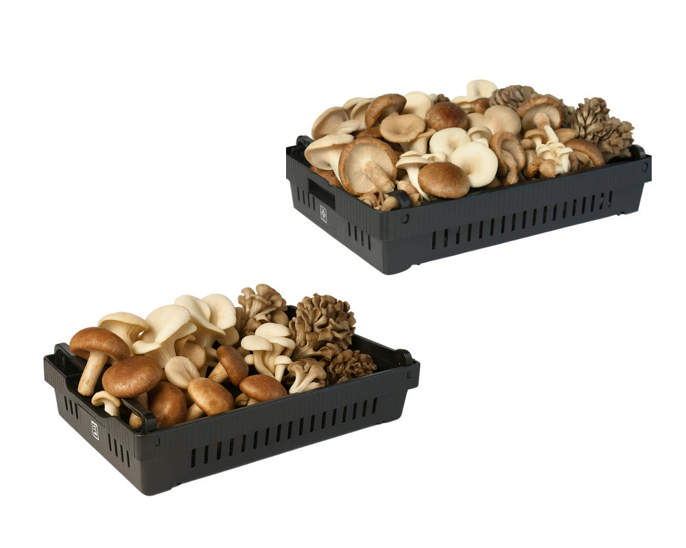 Mushroom Harvest & Drying Tray