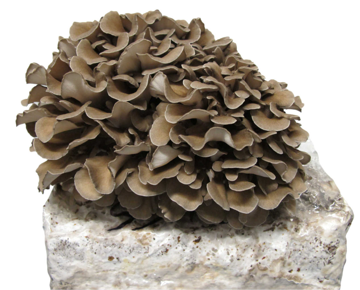 Maitake (Hen of the Woods)