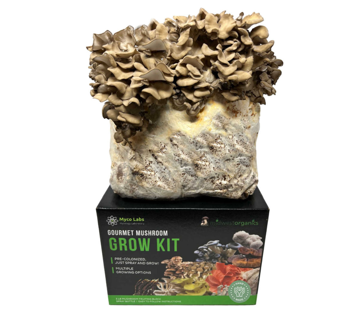Picture of Maitake hen of the woods grow kit