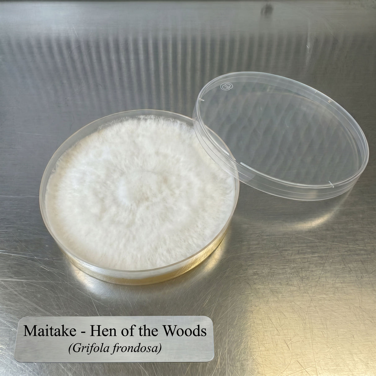 Maitake mushroom culture in a plastic container on a metallic surface with text label.