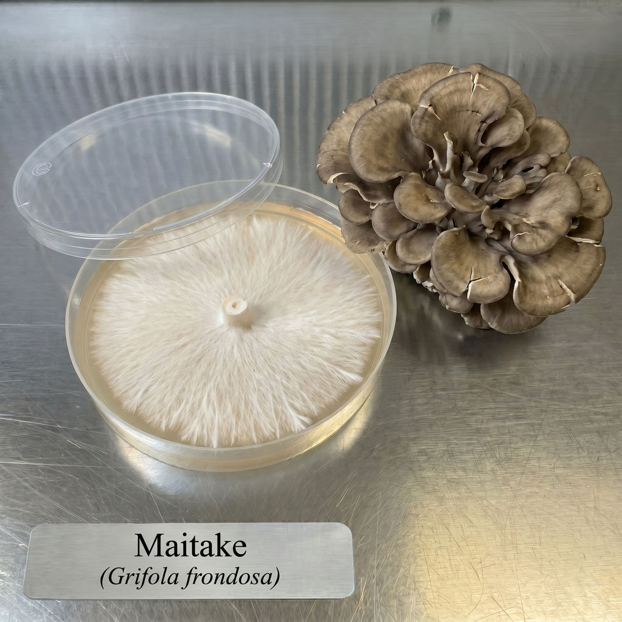 Maitake mushroom on a metal table with a colonized agar plate