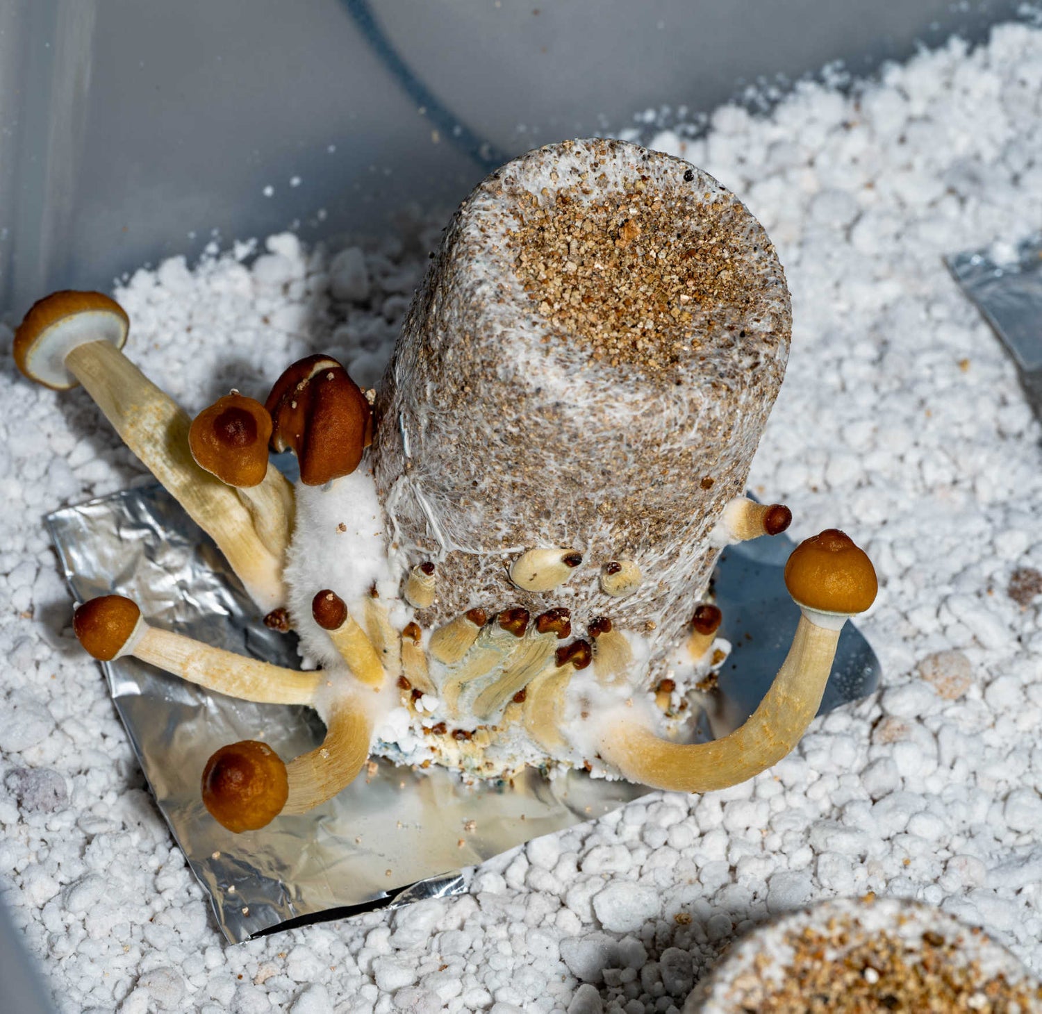 Mega Mushroom Growing & Incubator Kit