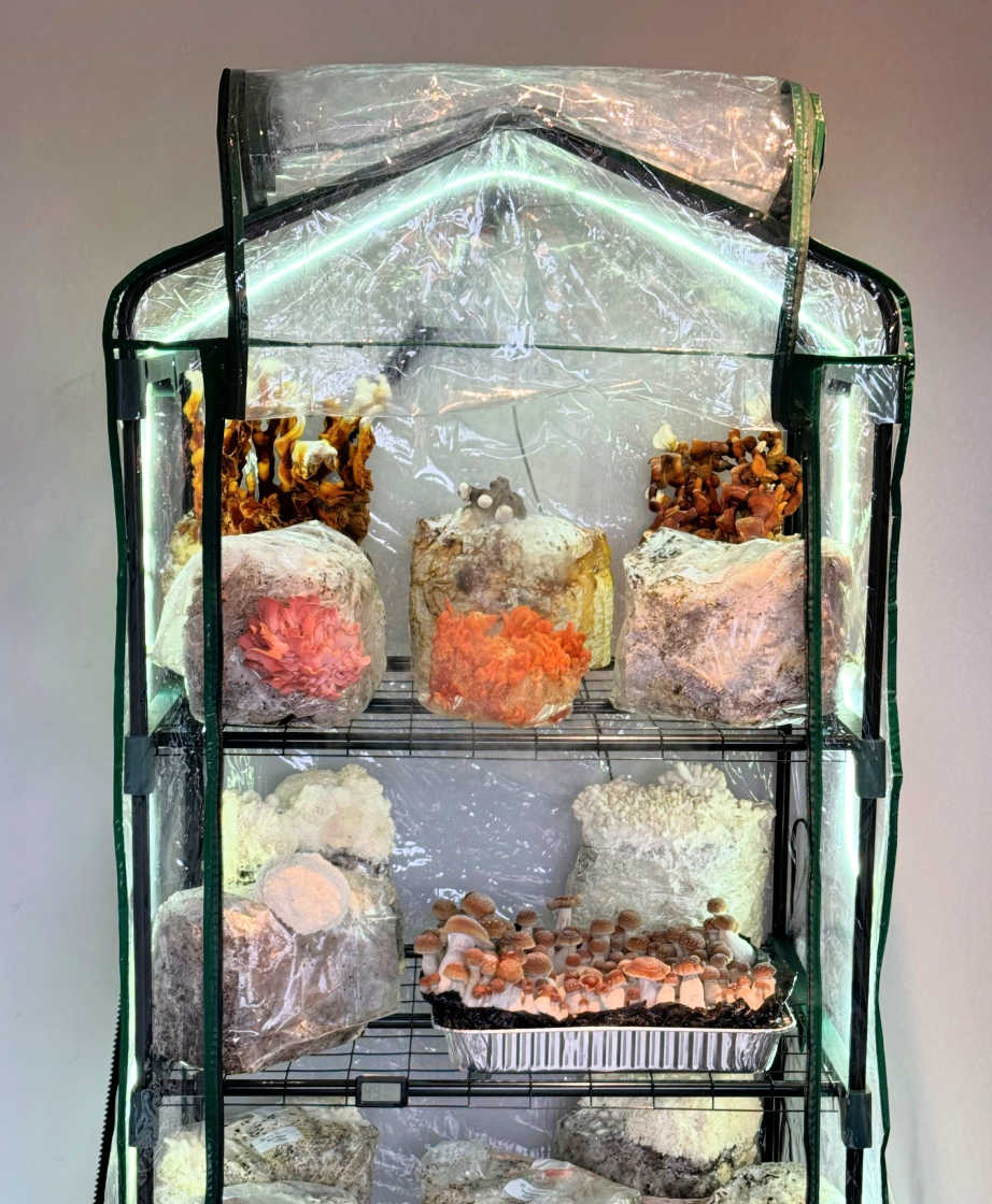 The Mushroom Ecosphere 3.0 Foundation Edition open inside view