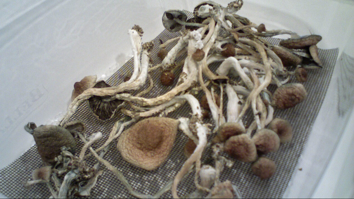 Desiccants for Drying Kit - 6oz Activated Alumina & 6oz Silica Gel