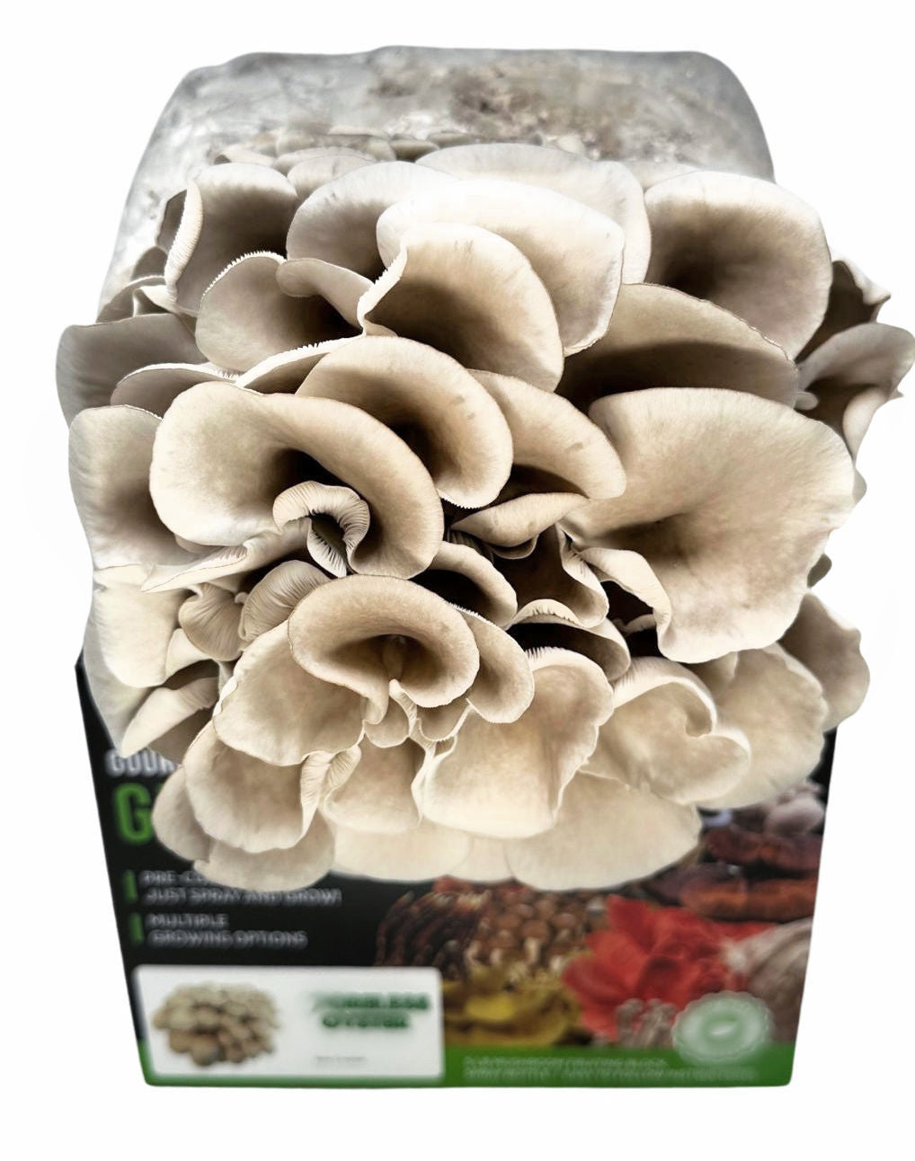 Oyster Mushroom Closeup box