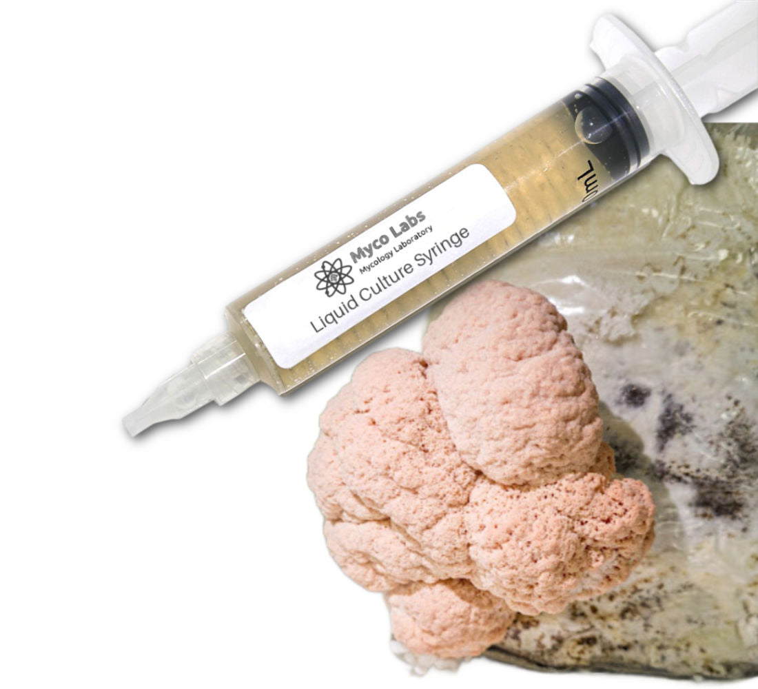 Lion's Mane Liquid Culture Syringe - Isolated Pink Variety (10cc)
