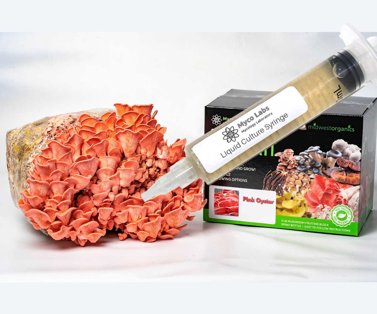 Pink Oyster Liquid Culture Syringe (10cc)