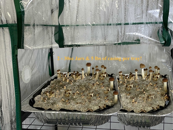 Premium Quick-Colonizing 5-grain Jar (32oz) - Midwest Grow Kit's Substrate Jars (Image 5)