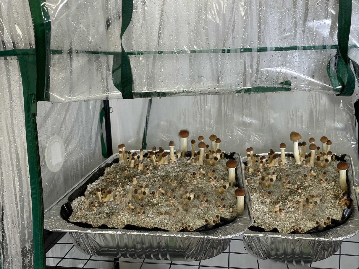 The Essentials Substrate Ecosphere Package 3.0 with mushroom trays