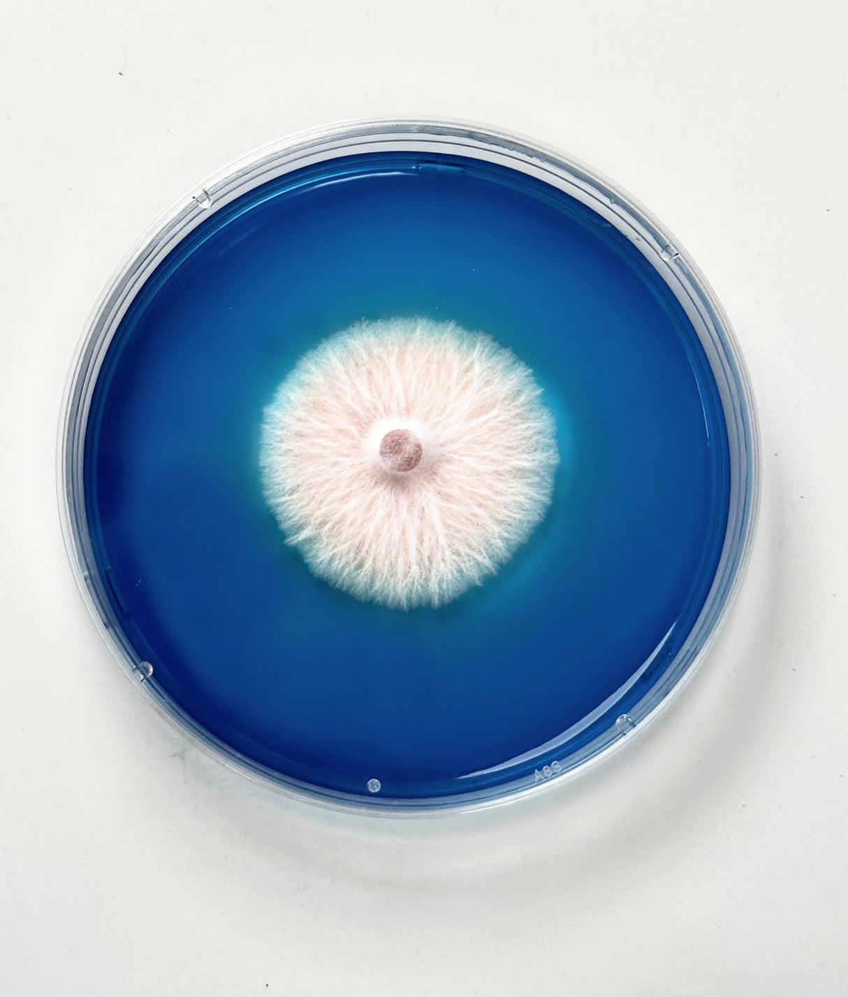 Rapid Rhizo Pre-Poured Sterilized Agar Plates