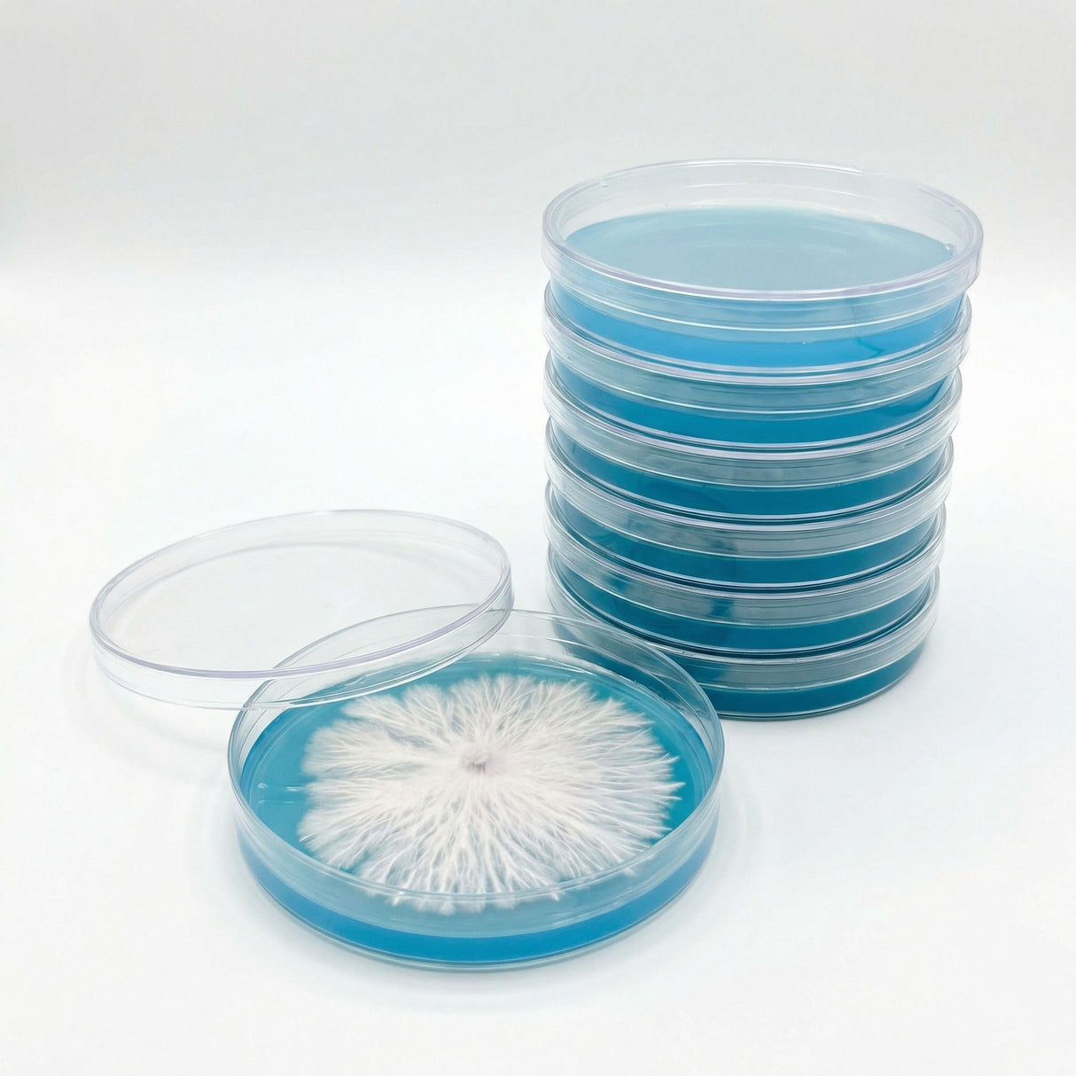 Stack of agar petri dishes with one open showing a white substance on a white background