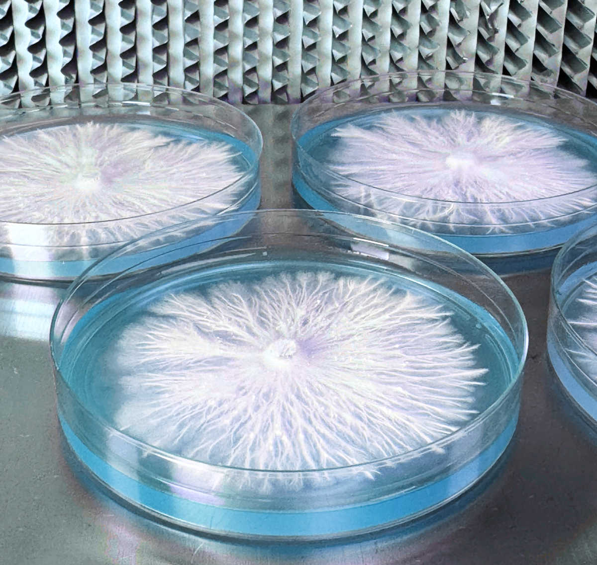 Rapid Rhizo Pre-Poured Sterilized Agar Plates