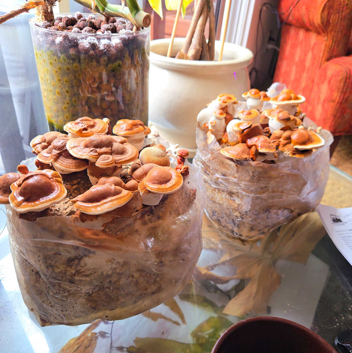 Red Reishi Mushroom Grow Kit (5lbs)