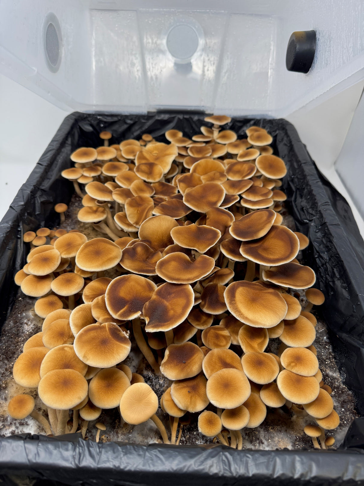 Large 66Q Monotub fruiting