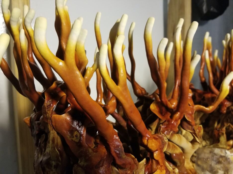 Antler Reishi Mushroom