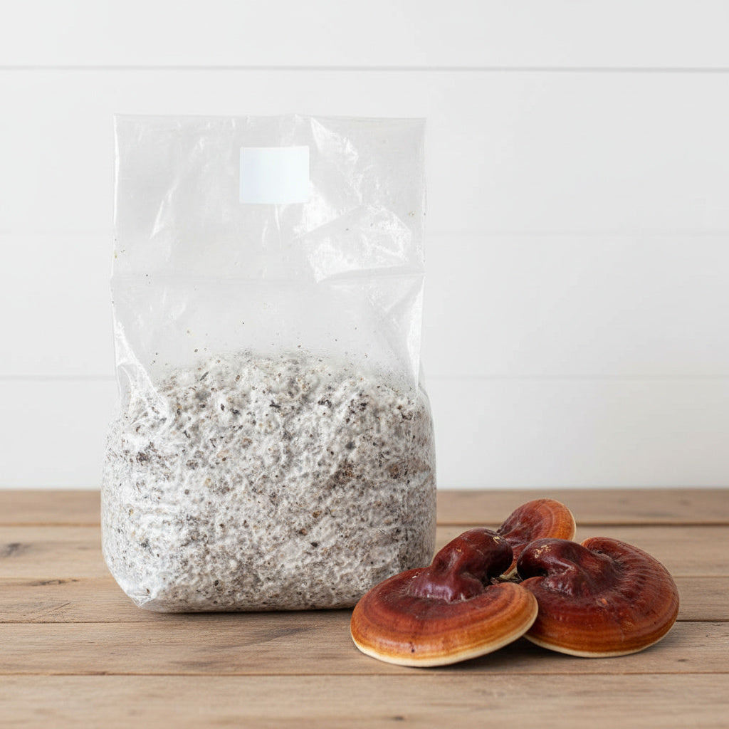 Colonized Grain Spawn Bag For Commercial Production 3 LBS (Choose Your Variety)