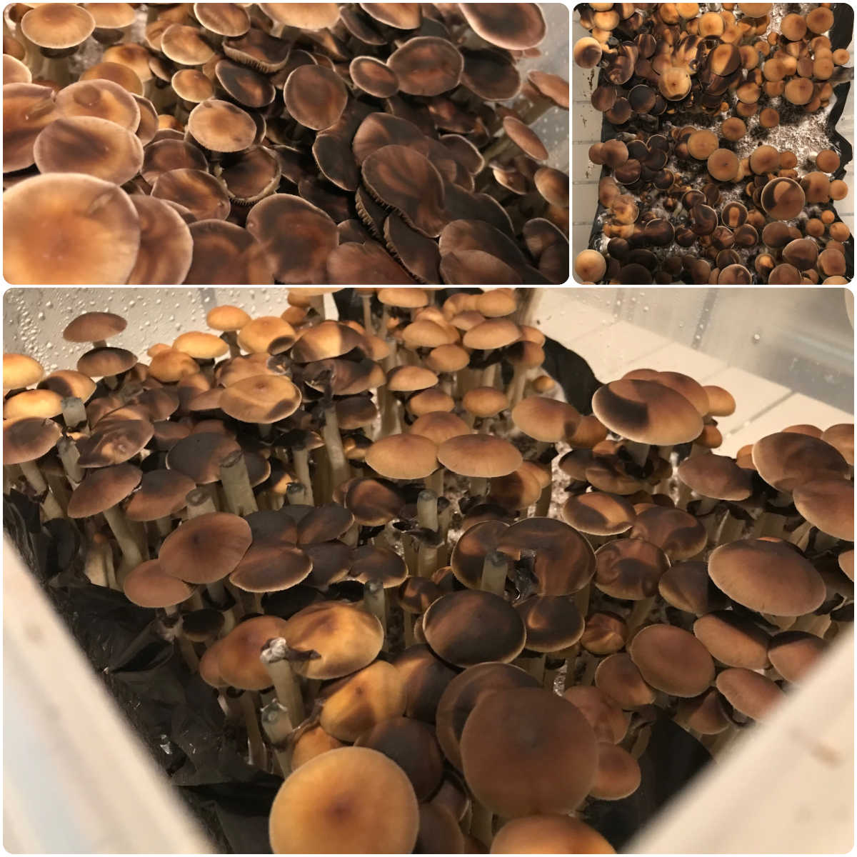 Premium 5-Grain Spawn Bags canopy