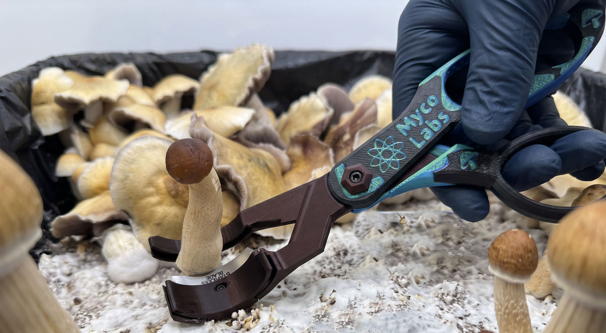 MycoEdge mushroom harvesting scissors cutting a mushroom stem flush at the casing layer inside a monotub