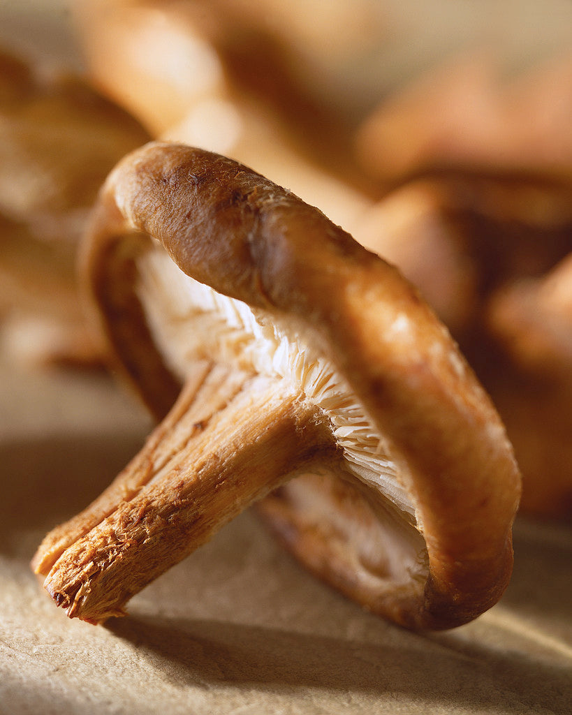 Shiitake