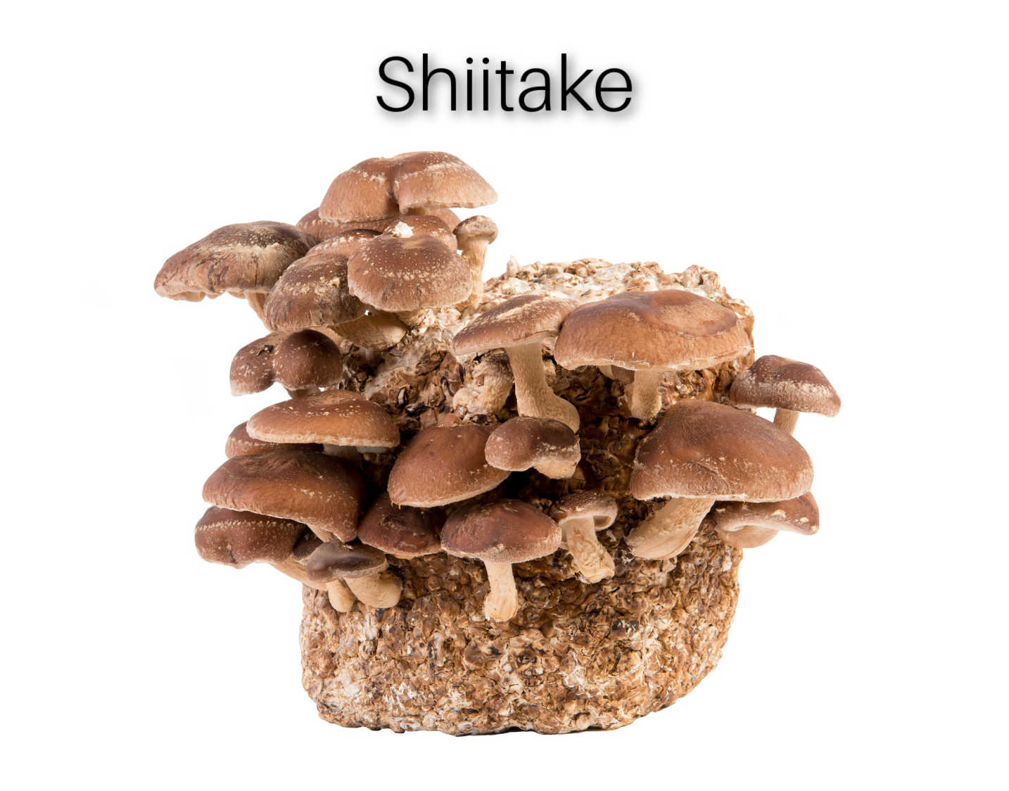 Shiitake gourmet grow kit