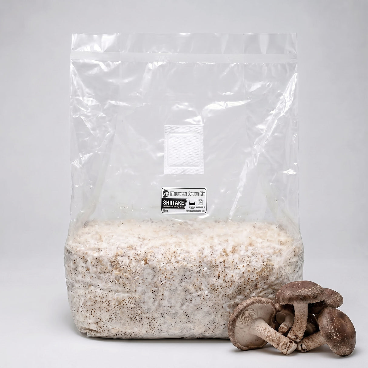Shiitake grain spawn