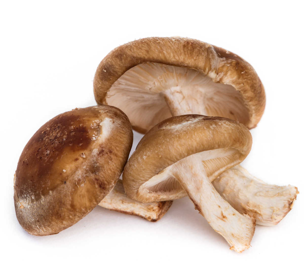 Shiitake harvested mushrooms