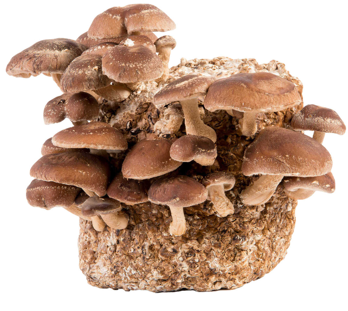 Shiitake mushrooms