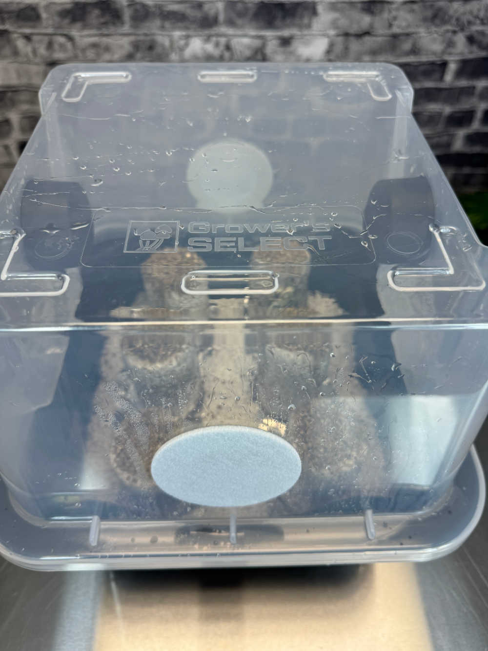 Simple Mushroom Grow Kit PLUS top view
