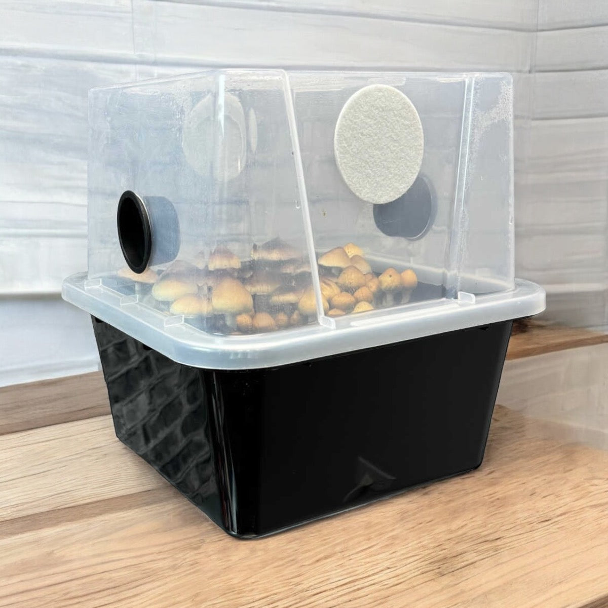 All-in-One Mushroom Monotub Starter Grow Kit