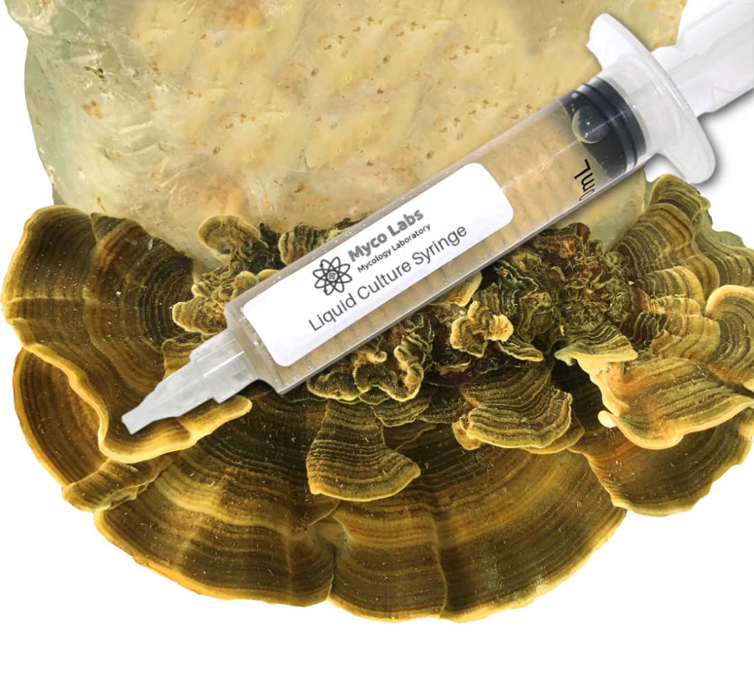 Turkey Tail Liquid Culture Syringe (10cc)