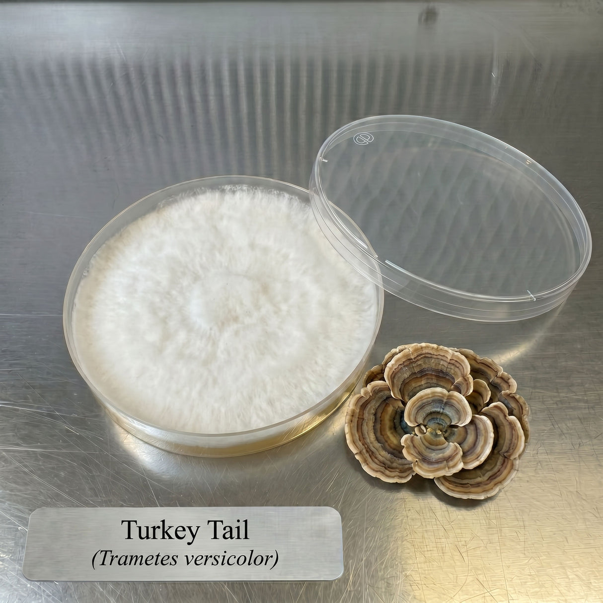 Turkey Tail mushroom powder in a container with a mushroom on a metallic surface