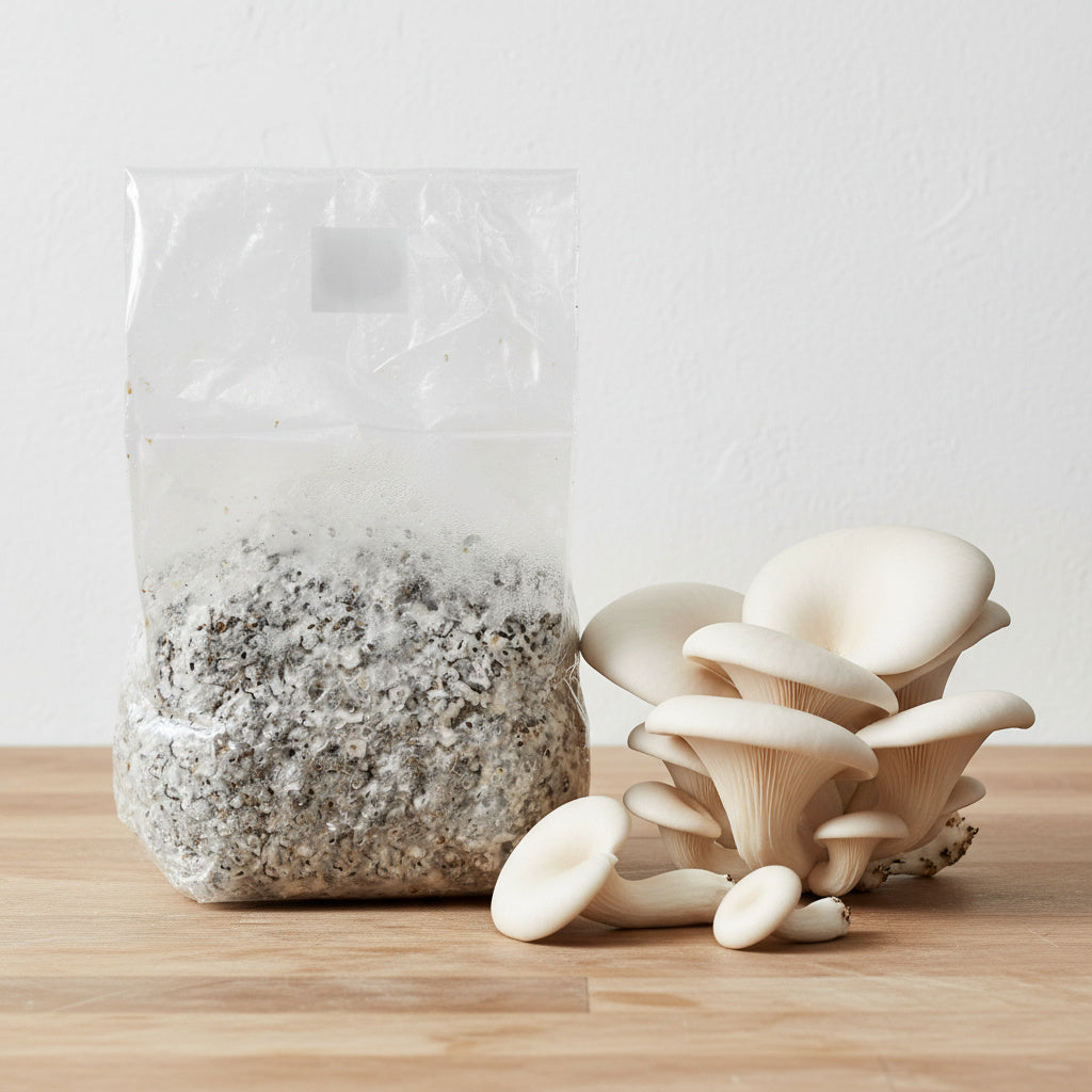 Colonized Grain Spawn Bag For Commercial Production 3 LBS (Choose Your Variety)