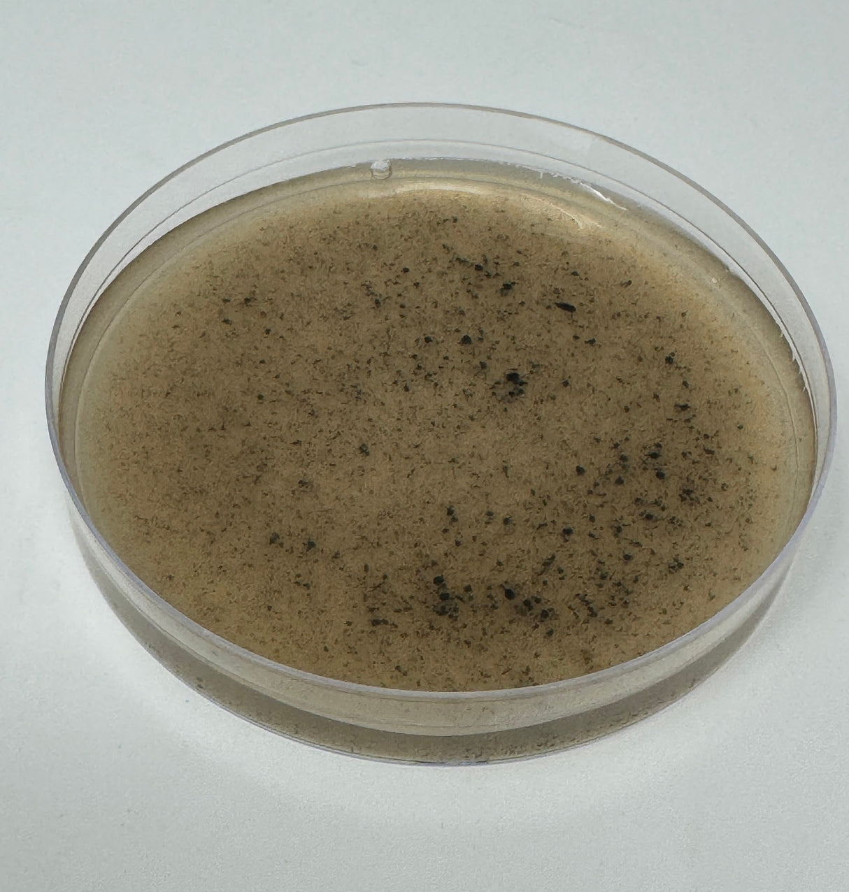 Pre-Poured Willy’s Blend Manure Enriched Agar Plates - Conditioning Agar Plates (5-Pack)